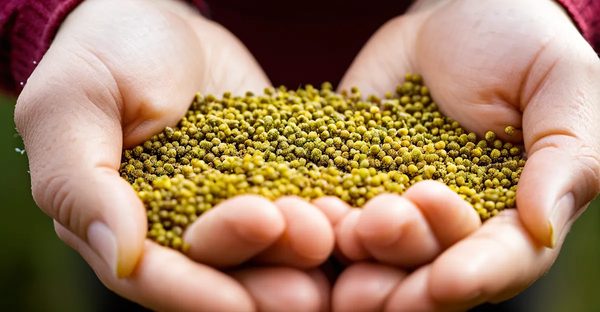 Complément alimentaire pollen de pin : un atout pour votre santé