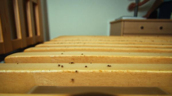 Tout savoir sur les piqûres de punaises de lit : prévention et solutions
